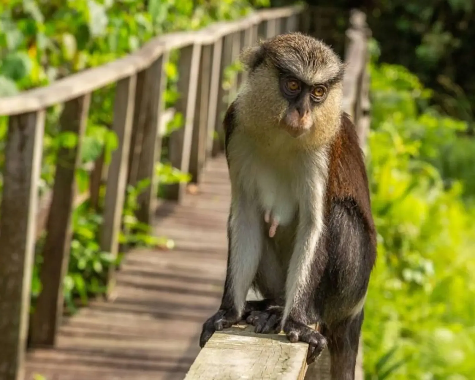 A Guide to 13 Fun Things to do at Lekki Conservation Centre