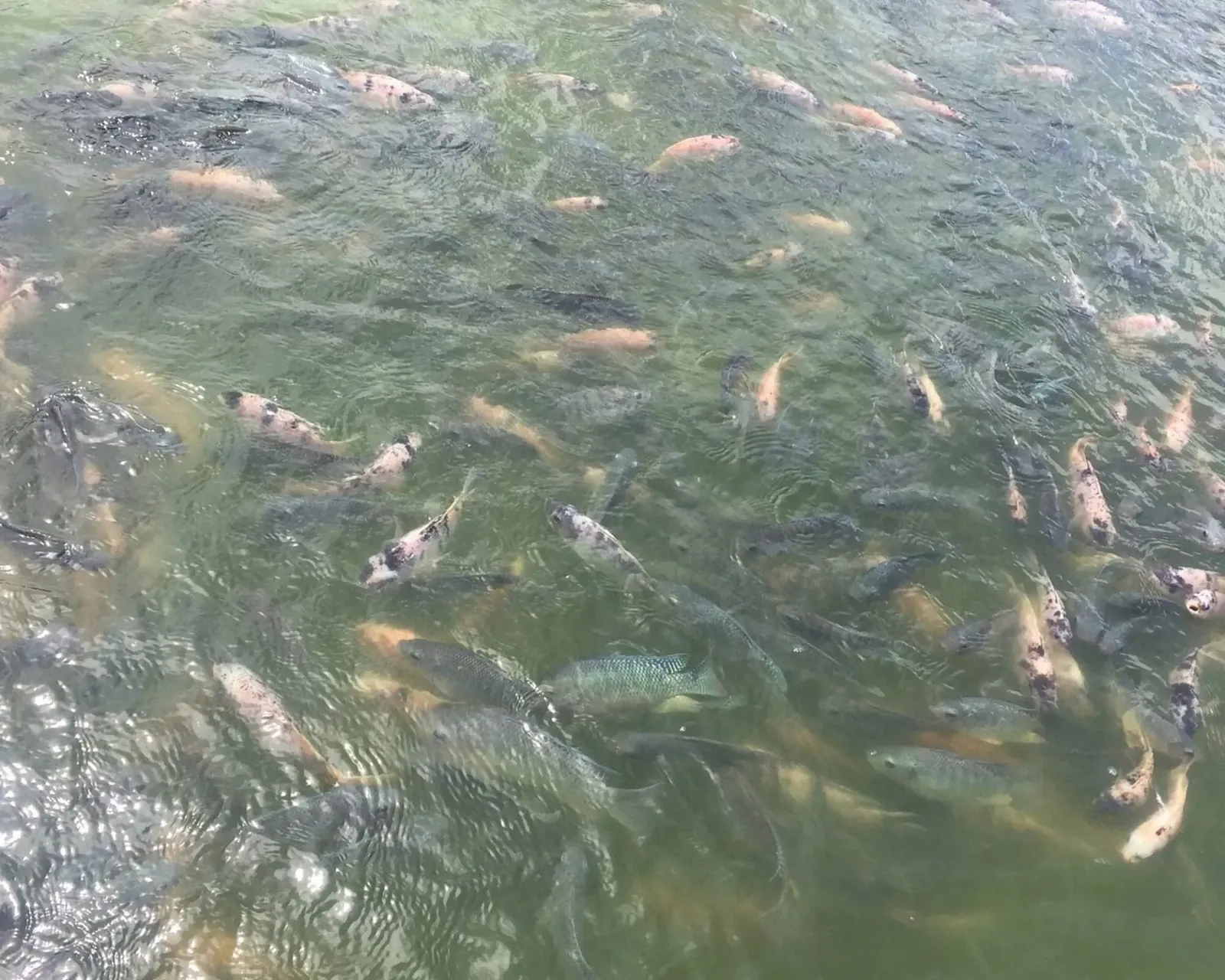 A Guide to 13 Fun Things to do at Lekki Conservation Centre